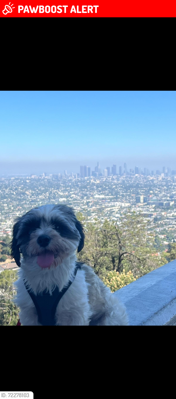 Lost Male Dog last seen Whittier Boulevard & Ditman Ave , East Los Angeles, CA 90023