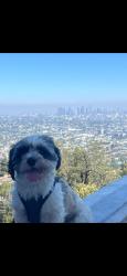 Lost Male Dog last seen Whittier Boulevard & Ditman Ave , East Los Angeles, CA 90023