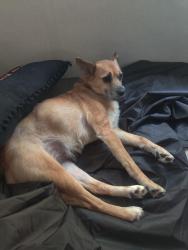 Lost Female Dog last seen Cravens Ave & Carter street, Owensboro, KY 42301