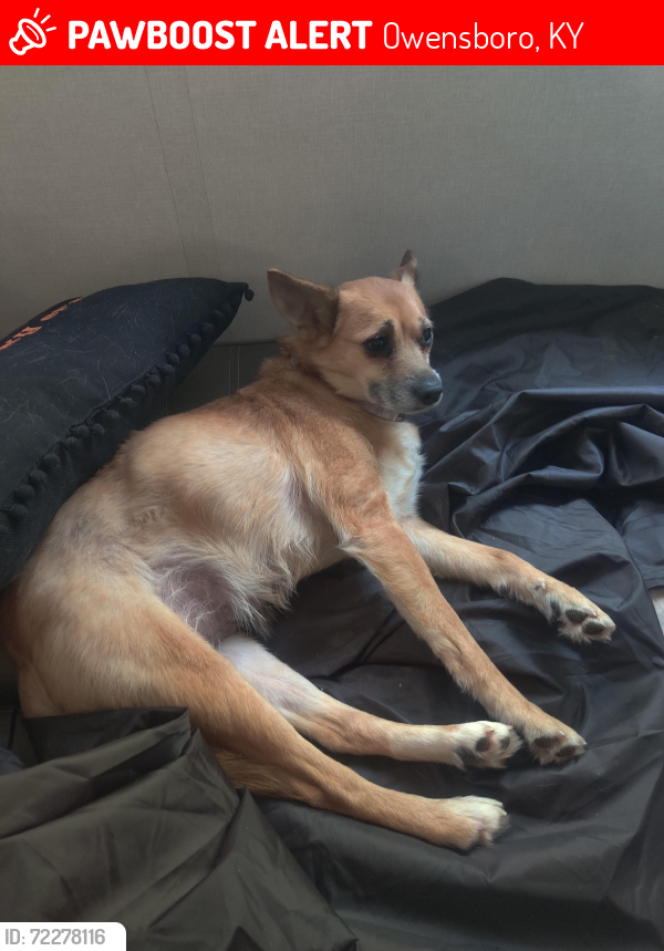 Lost Female Dog last seen Cravens Ave & Carter street, Owensboro, KY 42301