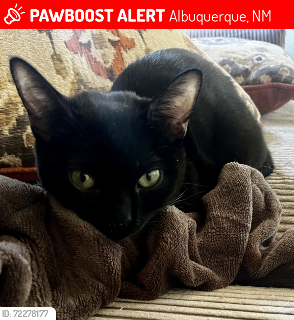 Lost Female Cat last seen Hornbill and Osprey, Albuquerque, NM 87121