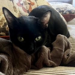 Lost Female Cat last seen Hornbill and Osprey, Albuquerque, NM 87121