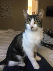 Lost Female Cat last seen Near block of deer side place., Calgary, AB T2J