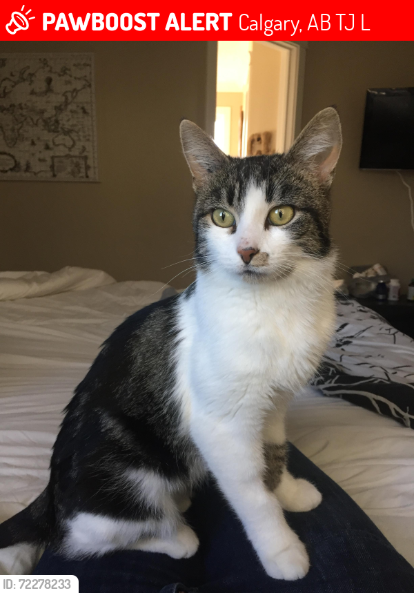 Lost Female Cat last seen Near block of deer side place., Calgary, AB T2J