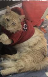 Lost Male Cat last seen W Marshall st, Palmer, TX 75152