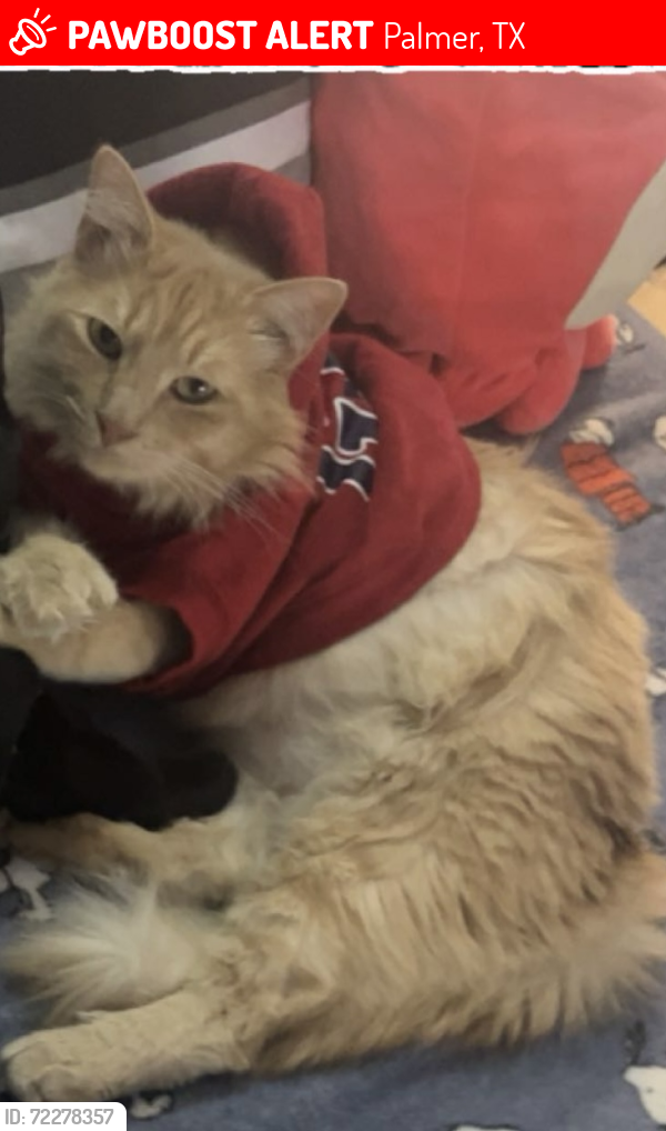 Lost Male Cat last seen W Marshall st, Palmer, TX 75152