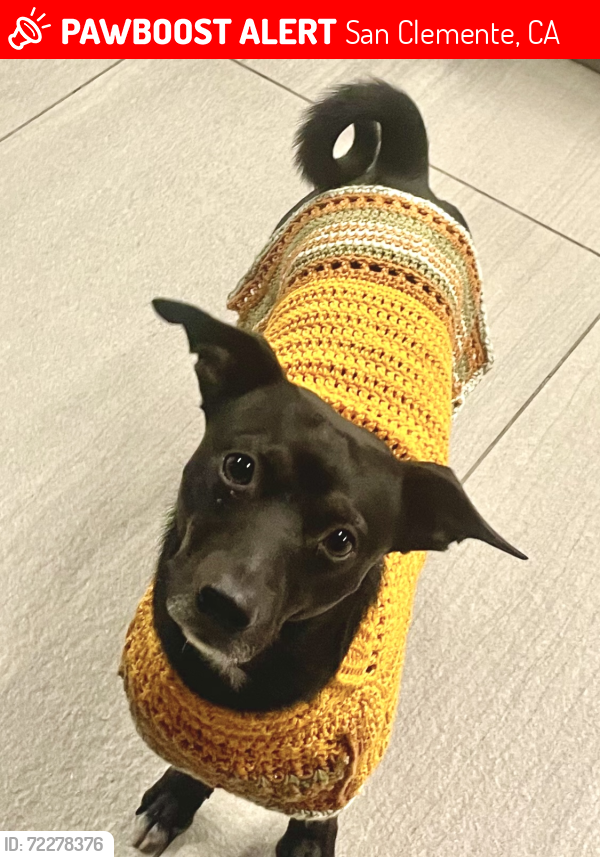Lost Male Dog last seen Avenida Del Mar San Clemente , San Clemente, CA 92672