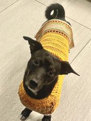 Lost Male Dog last seen Avenida Del Mar San Clemente , San Clemente, CA 92672
