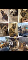 Lost Female Cat last seen Vernon st williamston, sc, Williamston, SC 29697