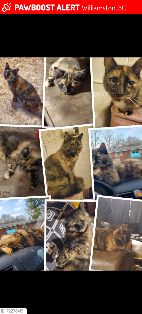 Lost Female Cat last seen Vernon st williamston, sc, Williamston, SC 29697