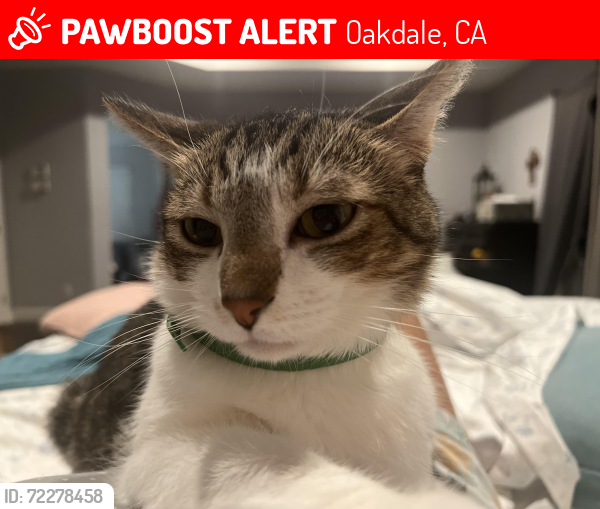 Lost Male Cat last seen Greger, Oakdale, CA 95361