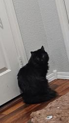 Lost Male Cat last seen Buffalo and Robindale, Las Vegas, NV 89113