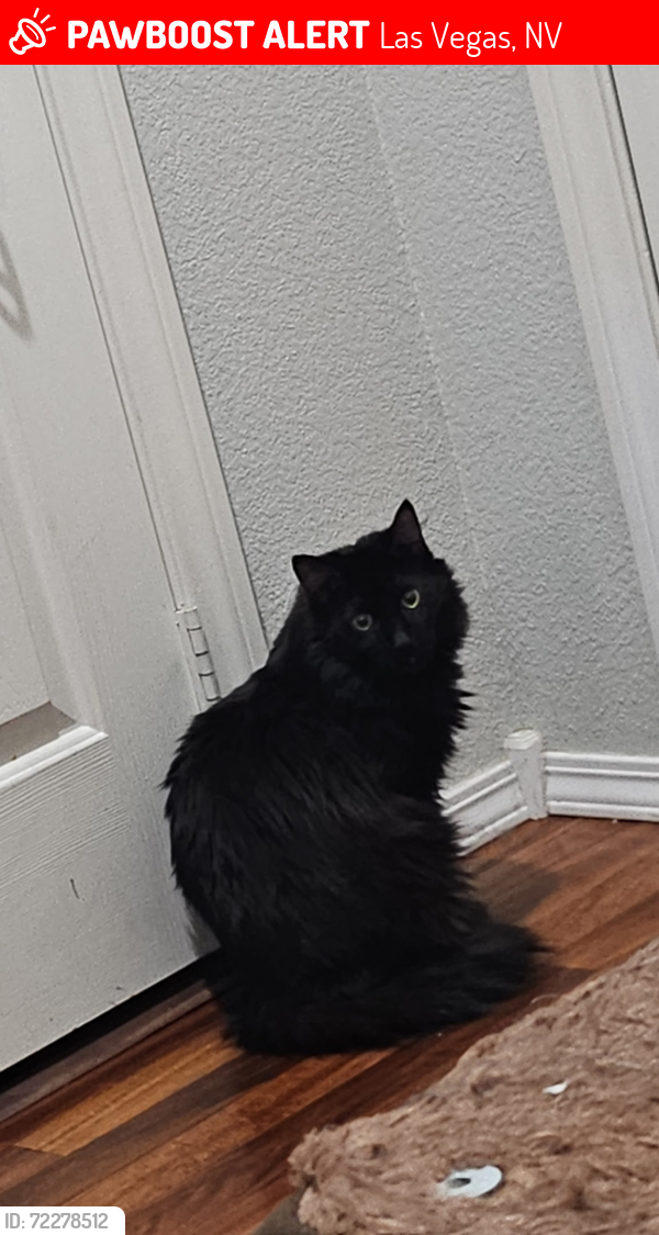 Lost Male Cat last seen Buffalo and Robindale, Las Vegas, NV 89113