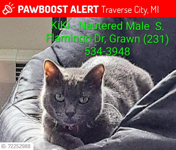 Lost Male Cat last seen E. Flamingo Dr., N. Flamingo Dr., Hansen Circle (Subdivision), Sawyer Rd., Vance Rd., Traverse City, MI 49685