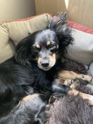 Lost Female Dog last seen Westlook apmts near corner of West 4th Street and McCarran, Reno, NV 89523
