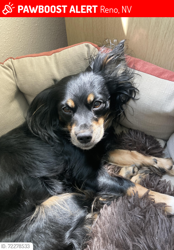 Lost Female Dog last seen Westlook apmts near corner of West 4th Street and McCarran, Reno, NV 89523