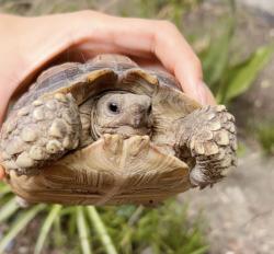 Lost Unknown Reptile last seen Elliott,peck, El Monte, CA 91733
