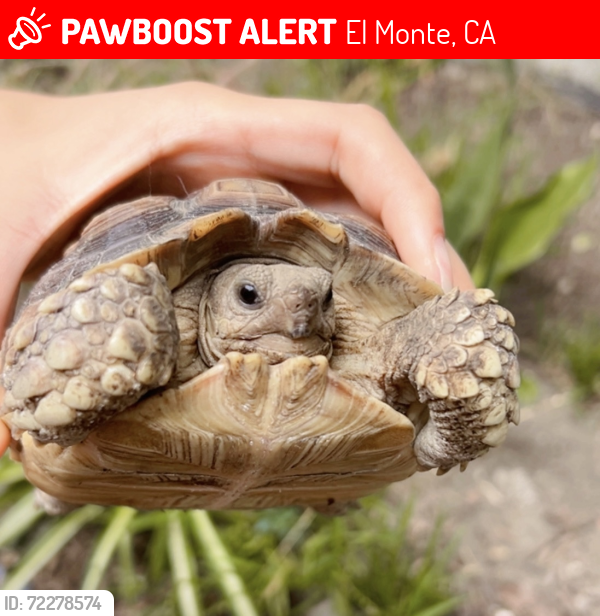 Lost Unknown Reptile last seen Elliott,peck, El Monte, CA 91733