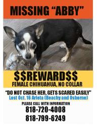 Lost Female Dog last seen Beachy and Osborne, Los Angeles, CA 91331