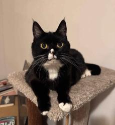 Lost Female Cat last seen Reems creek rd, Weaverville, NC 28787