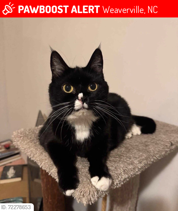 Lost Female Cat last seen Reems creek rd, Weaverville, NC 28787