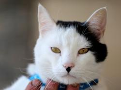 Lost Male Cat last seen Commerce and enterprise, Rohnert Park, CA 94928