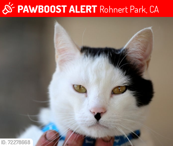 Lost Male Cat last seen Commerce and enterprise, Rohnert Park, CA 94928