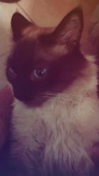 Lost Male Cat last seen Near W. Colter St  #4 Phoenix, Az. 85015, Phoenix, AZ 85015