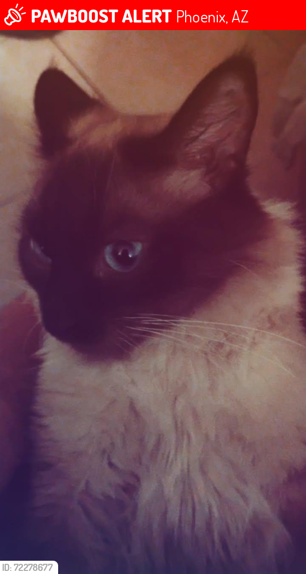 Lost Male Cat last seen Near W. Colter St  #4 Phoenix, Az. 85015, Phoenix, AZ 85015
