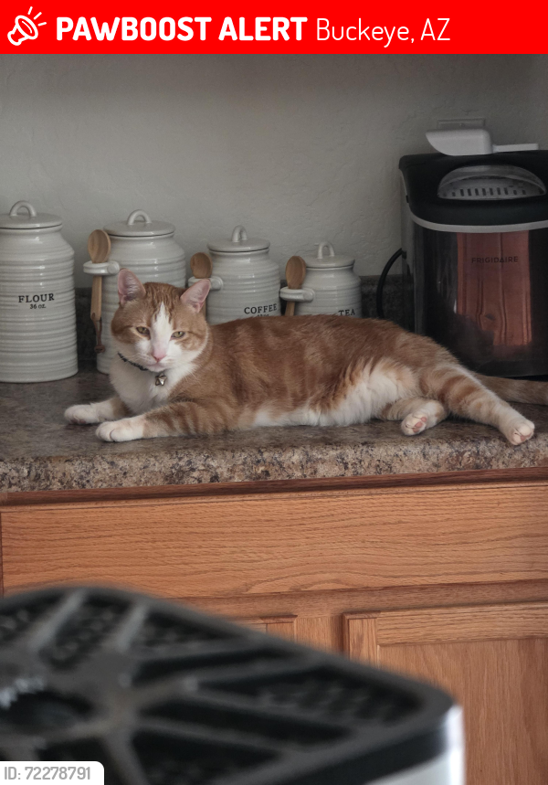 Lost Male Cat last seen Dove cove ests and Miller, Buckeye, AZ 85326