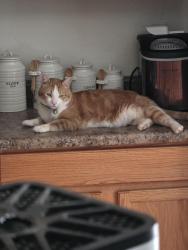 Lost Male Cat last seen Dove cove ests and Miller, Buckeye, AZ 85326