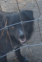 Lost Male Dog last seen Sharon United Methodist Church, Lenoir County, NC 28501