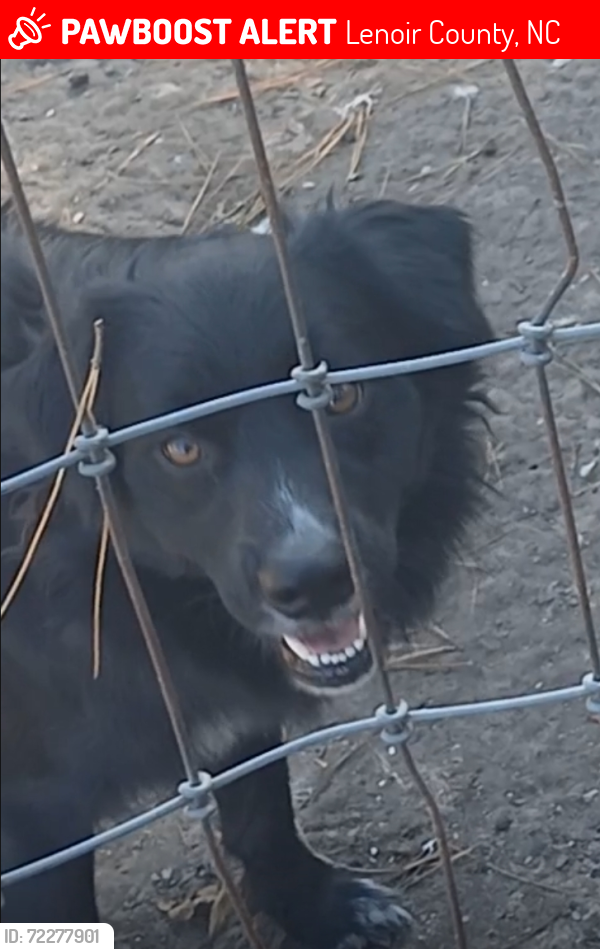 Lost Male Dog last seen Sharon United Methodist Church, Lenoir County, NC 28501