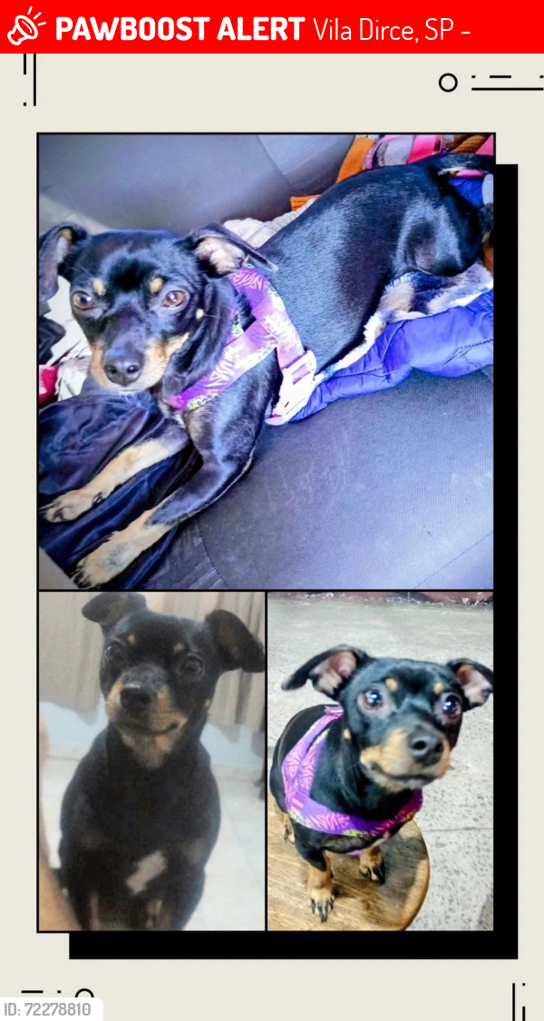 Lost Female Dog last seen Próximo hosp Nardini , Vila Dirce, SP 09310-330