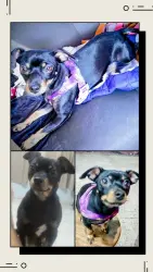 Lost Female Dog last seen Próximo hosp Nardini , Vila Dirce, SP 09310-330