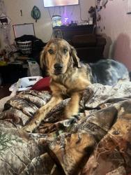 Lost Female Dog last seen Care rd , Goldsboro, NC 27534