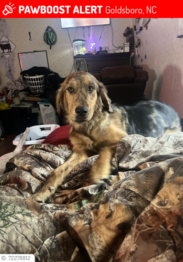 Lost Female Dog last seen Care rd , Goldsboro, NC 27534
