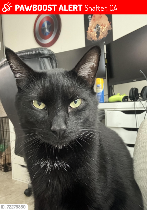 Lost Male Cat last seen gossamer grove community , Shafter, CA 93314
