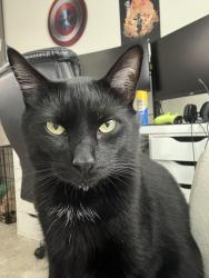Lost Male Cat last seen gossamer grove community , Shafter, CA 93314