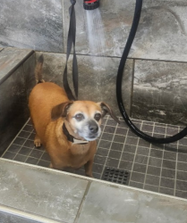 Lost Female Dog last seen Hwy 81 and New Morn, McDonough, GA 30253