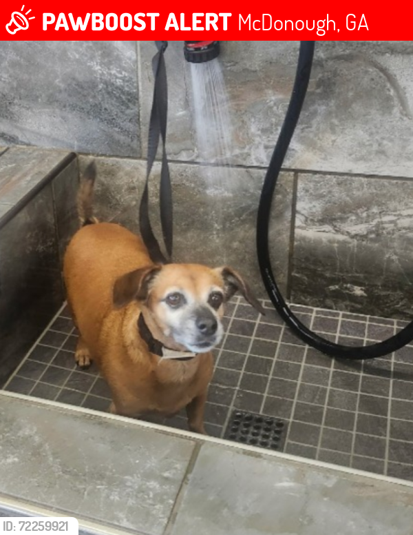 Lost Female Dog last seen Hwy 81 and New Morn, McDonough, GA 30253