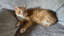 Lost Male Cat last seen Potential Sighting on Old Canyon last couple days, Topanga, CA 90290