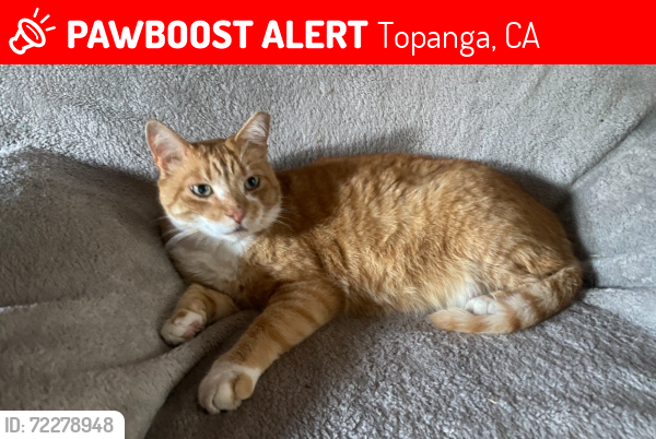 Lost Male Cat last seen Potential Sighting on Old Canyon last couple days, Topanga, CA 90290