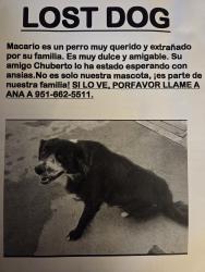 Lost Male Dog last seen Limonite ave and downey st jurupa Valley , Jurupa Valley, CA 92509