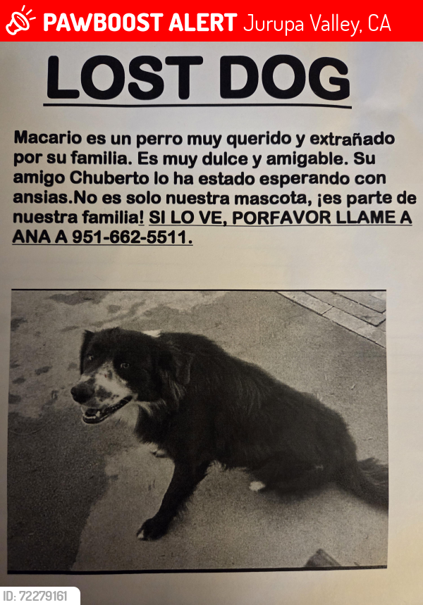 Lost Male Dog last seen Limonite ave and downey st jurupa Valley , Jurupa Valley, CA 92509