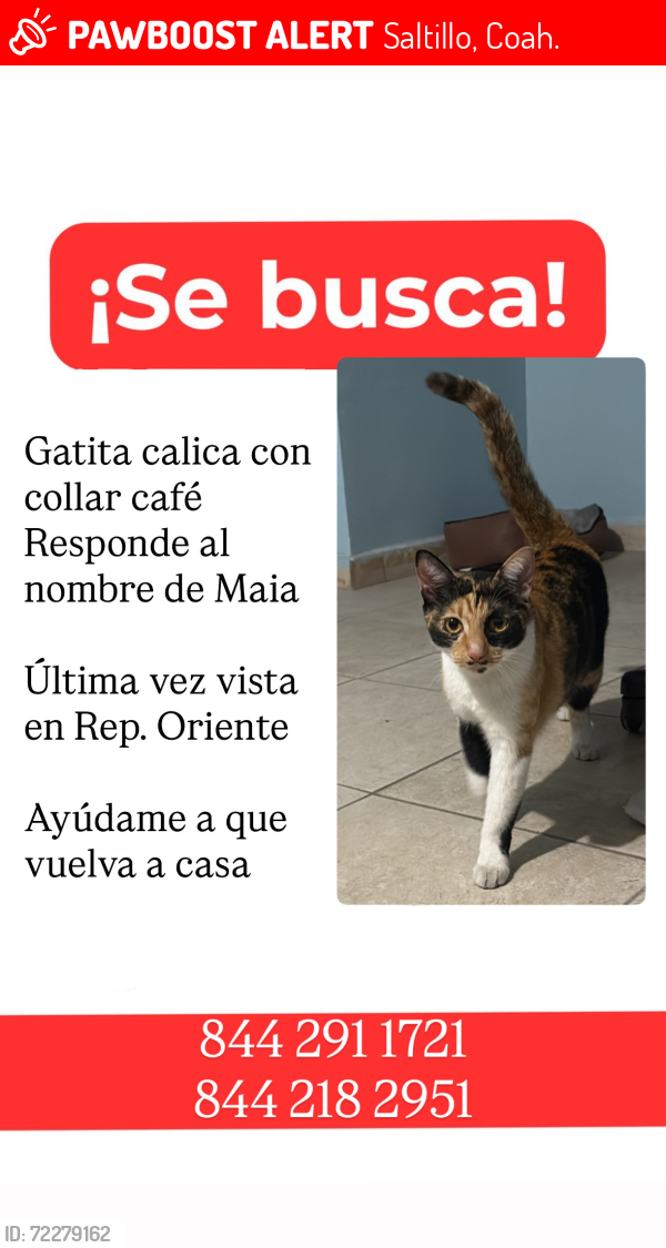 Lost Female Cat last seen Colonia República Oriente, en contraesquina del Boulevard Valdéz Sánchez , Saltillo, Coah. 25280