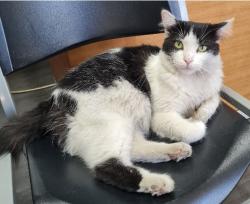 Lost Male Cat last seen Milpitas Blvd, near Milpitas Police Station, Milpitas, CA 95035