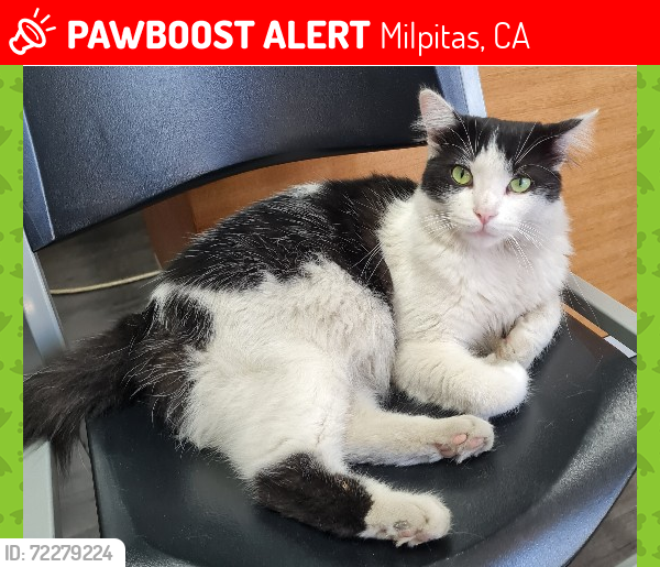 Lost Male Cat last seen Milpitas Blvd, near Milpitas Police Station, Milpitas, CA 95035
