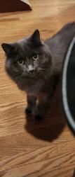 Lost Female Cat last seen Sunvale crescent s.e calgary AB, Calgary, AB T2X