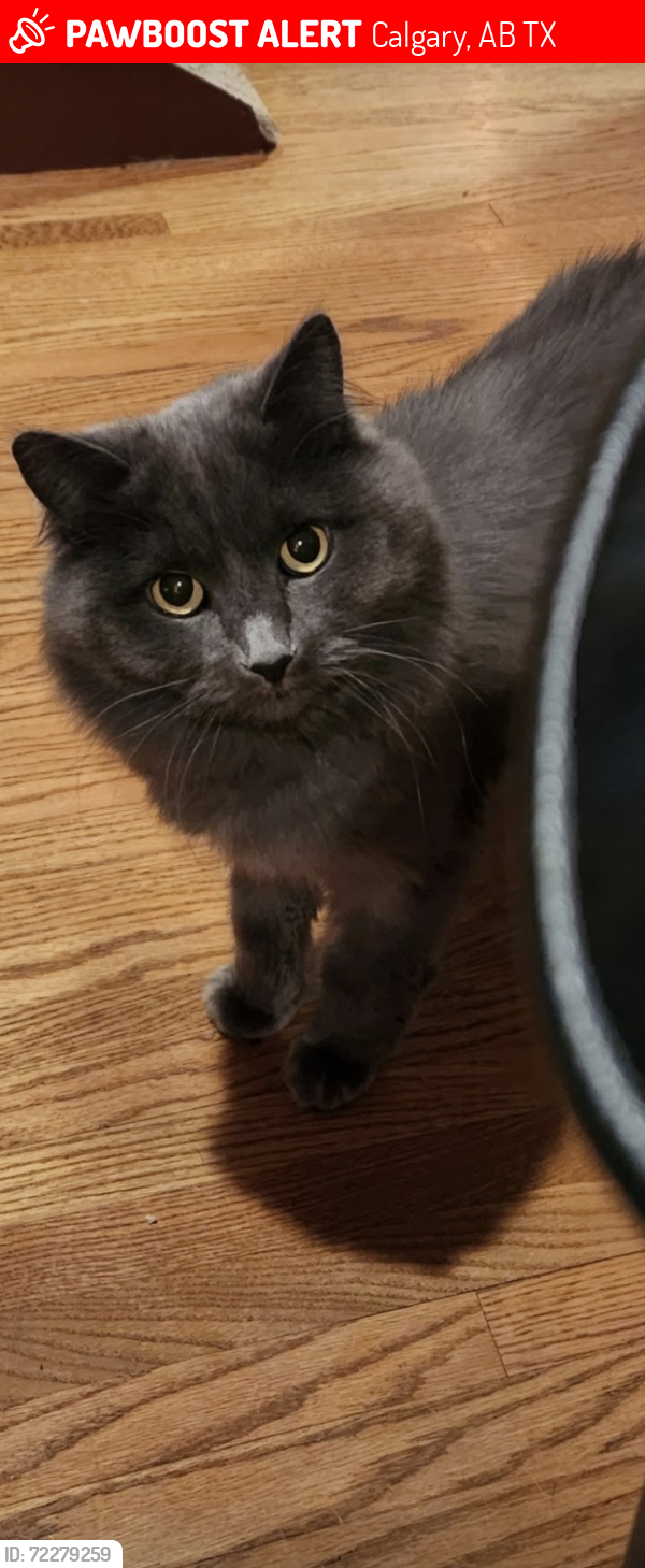Lost Female Cat last seen Sunvale crescent s.e calgary AB, Calgary, AB T2X